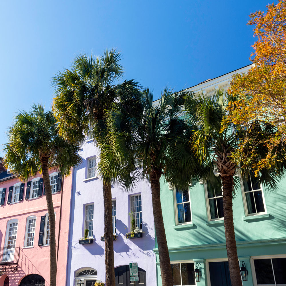 Palm trees in front of colorful rowhouses