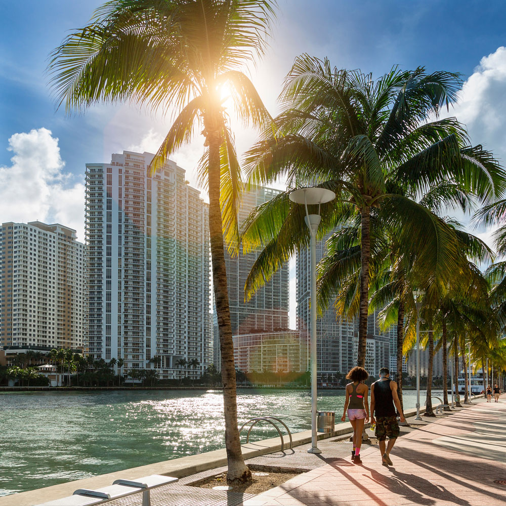 Palm trees and skyscrapers